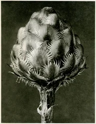 Centaurea Grecesina, 1929